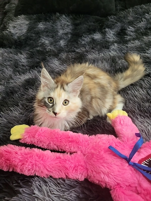 Pisica Maine Coon - imagine 3