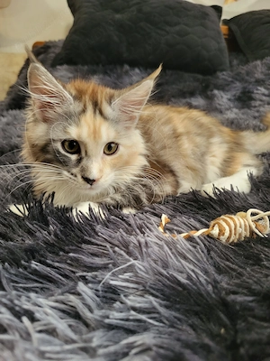 Pisica Maine Coon - imagine 2