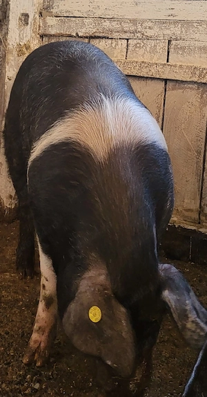 vand porc de carne