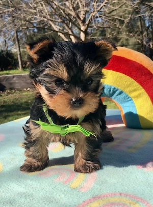 Yorkshire Terrier Toy Yorkie disponibili acum! - imagine 5