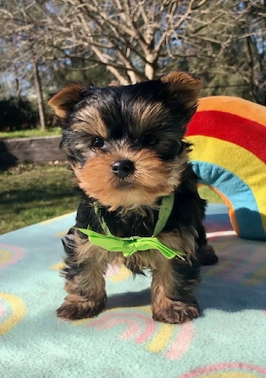 Yorkshire Terrier Toy Yorkie disponibili acum! - imagine 4