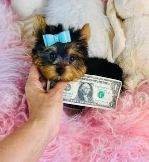 Yorkshire Terrier Toy Yorkie disponibili acum! - imagine 2