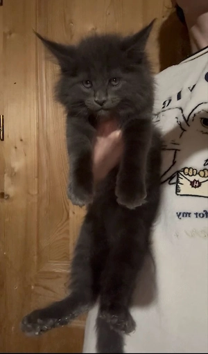 Maine Coon Blue  - imagine 2