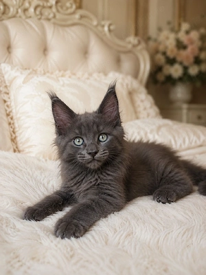 Maine Coon Blue  - imagine 3