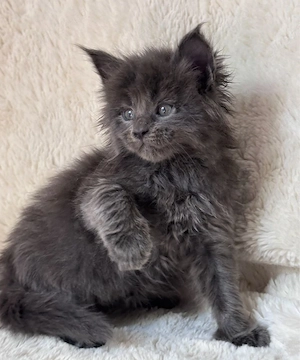 Maine Coon superbi