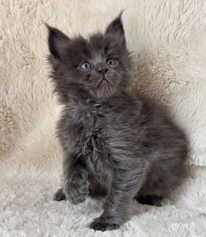 Maine Coon superbi - imagine 2
