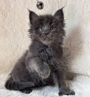 Maine Coon superbi - imagine 4