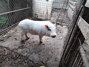 Porci vietnamezi, vier, purcica gestanta  - imagine 2