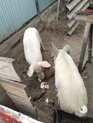 schimb cu un mazulet 