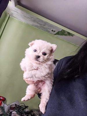 Puiuti Pomeranian cu Bichon, talie mica