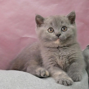British Shorthair 