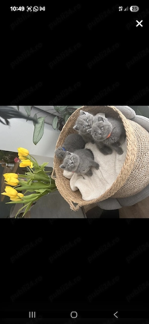British Shorthair blue  - imagine 2