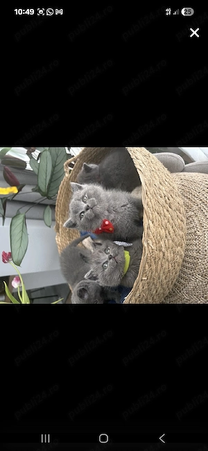 British Shorthair blue 