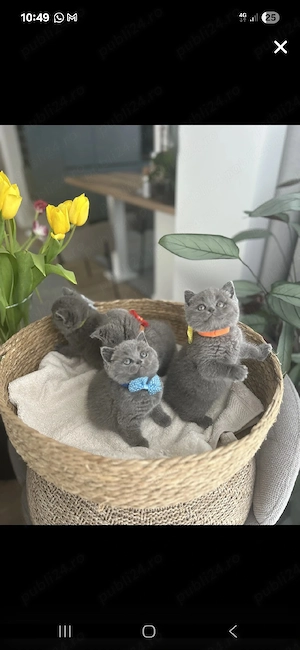 British Shorthair blue  - imagine 3