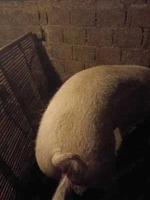 Vând porc gras, rasă de carne! - imagine 5