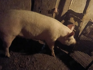 Vând porc gras, rasă de carne! - imagine 4