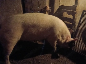 Vând porc gras, rasă de carne! - imagine 2