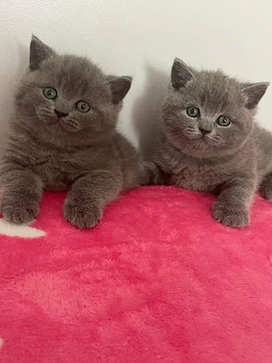 British Shorthair 