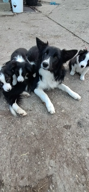 Căței border collie 