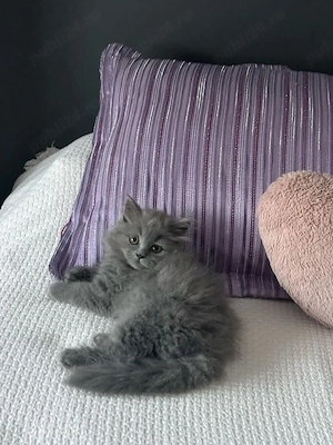 Maine Coon puiuti  - imagine 2