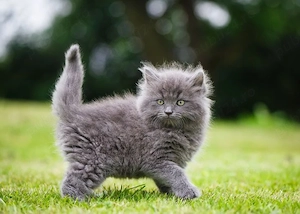 Maine Coon puiuti  - imagine 3