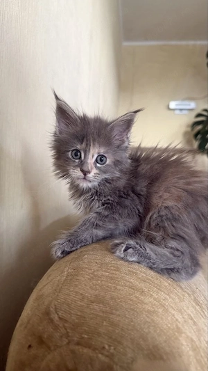 Maine Coon puiuti 