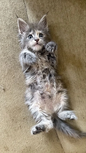Maine Coon puiuti  - imagine 5