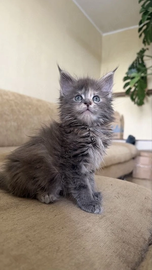 Maine Coon puiuti  - imagine 2