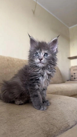 Maine Coon puiuti  - imagine 3