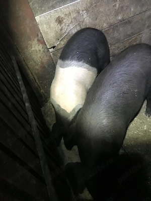 Vand porc Bazna aprox 200kg