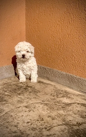 pui bichon maltez - baiat 