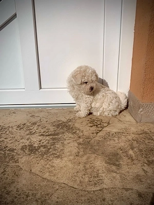 pui bichon maltez - baiat  - imagine 4