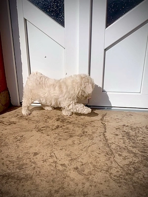 pui bichon maltez - baiat  - imagine 2
