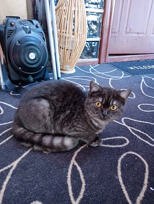 Pui British Shorthair 7 luni - imagine 4