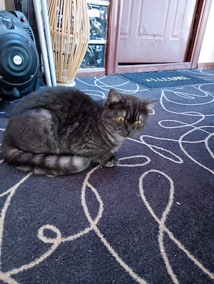 Pui British Shorthair 7 luni - imagine 5