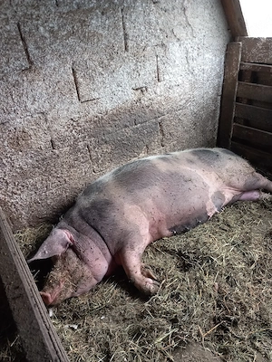Porci de vanzare - imagine 5
