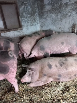 Porci de vanzare