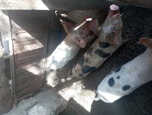 Vând purceii Petrani vârstă 7 saptamani