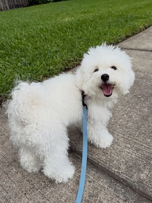 bichon mini toy