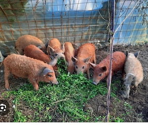 Vand porci rasa pura Mangalita