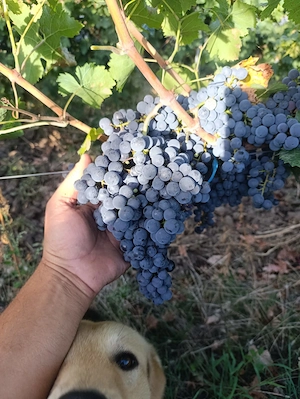 Struguri Merlot si Cabernet Sauvignon de Vânzare