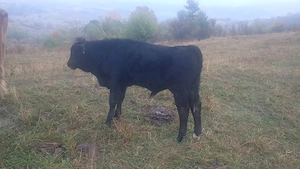 Vând un vițel și o vitea de 4 luni