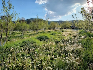 Vând teren   Costești-Vâlsan, jud. Argeș   7.800 mp - imagine 3