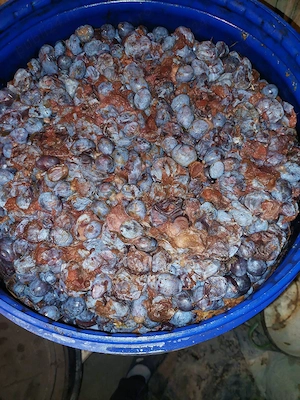 Vând 1.200 litri borhot de prune   soiuri Stanley și Anna Späth   Argeș 
