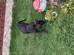 Căței cane corso  - imagine 5