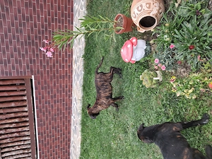 Căței cane corso  - imagine 3