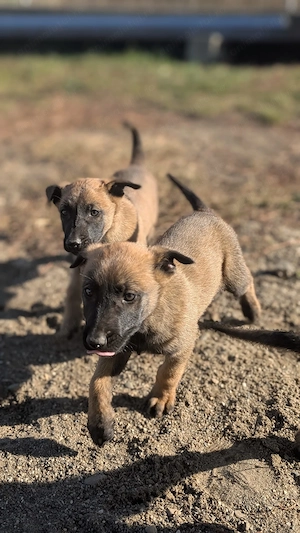 Pui Ciobanesc belgian malinois  - imagine 2