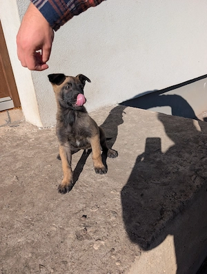 Pui Ciobanesc belgian malinois  - imagine 4