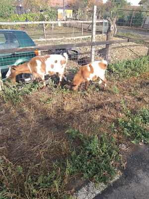 Capra și ied