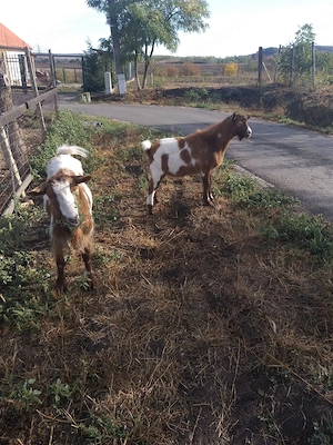 Capra și ied - imagine 2